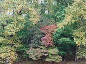 Autumn Comes Walking Over Hills