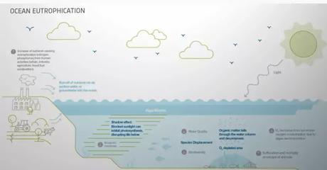 ocean eutrophication ocean eutrophication