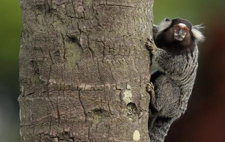 new marmoset -  Schneider’s marmoset  !!