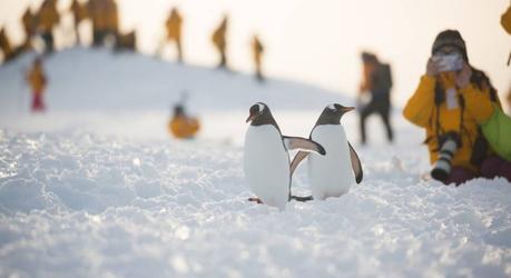 Enchanting Travels Antarctica Tours Penguins