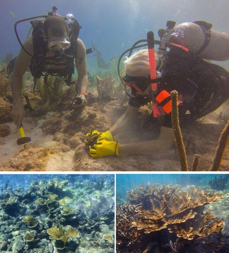 Citizens meet coral gardening