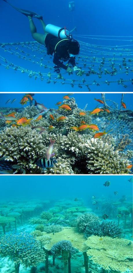 Citizens meet coral gardening