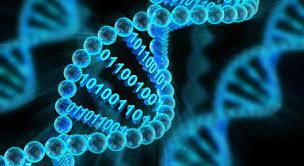 Bioinformatics is a branch of information technology concerned with the development of software for the analysis of biological data.