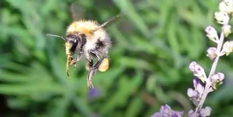 Bumble Bee vs. Gravity Bumble Bee vs. Gravity