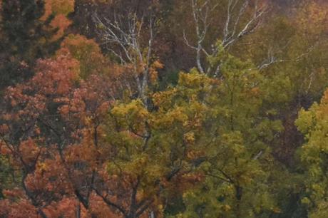 Fall Colors in  Huntsville, Ontario