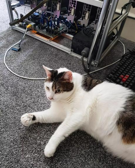 No!!! I do not spend money on DOGE coin!!!
#cryptokitties #cryptokitty #cryptopuss #… No!!! I do not spend money on DOGE coin!!!
#cryptokitties #cryptokitty #cryptopuss #…