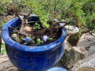 Fall Gardening-Lite