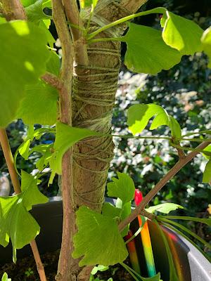 The Ginkgo's third life continues