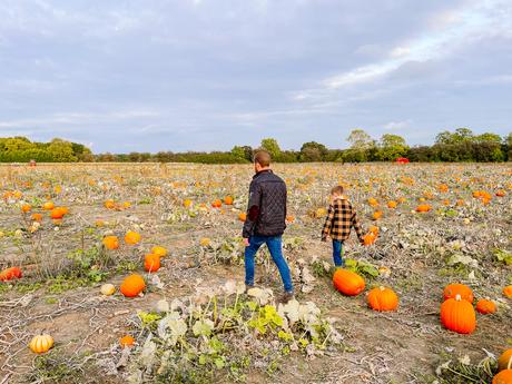 A Visit to The Pumpkin Patch - The Patch MK