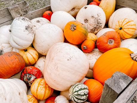 pumpkin picking milton keynes, pumpkin patch bucks, the patch mk, mk pumpkin patch