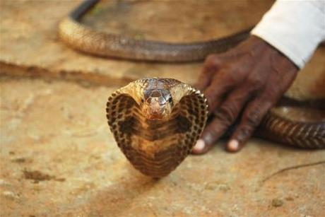 Cobras, Murder, and DNA