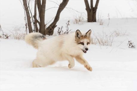 Keeping Canadian Marble Foxes As Pets
