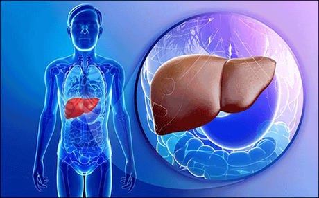 Herbal Remedies for Liver Hemangioma Treatment