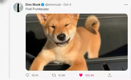 Floki enjoying the sun in a Tesla electric car