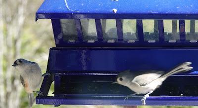 For the Birds