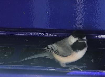 For the Birds