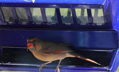 For the Birds