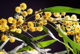 Ragweed Pollen Allergy Treatment Ragweed Pollen Allergy Treatment