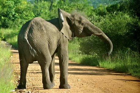 Tuskless Elephants are Now More Common in Africa Thanks to Poaching