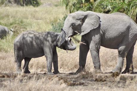Tuskless Elephants are Now More Common in Africa Thanks to Poaching