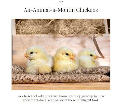 BACK TO SCHOOL WITH CHICKENS