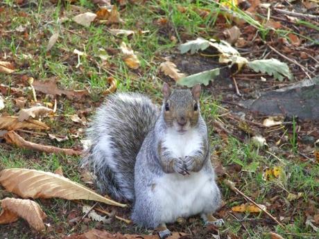 squirrels kelvingrove park