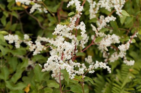 Tackling Invasive Plants with Incineration Tackling Invasive Plants with Incineration