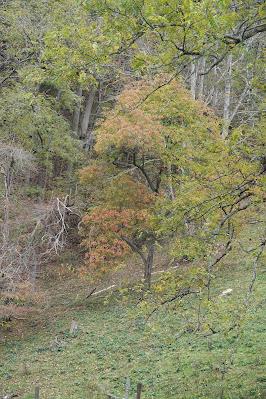 More Color--and a Link Worth Clicking