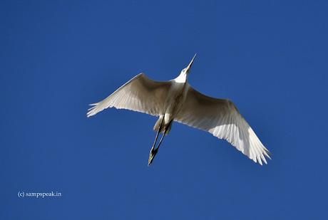 capturing a flying bird !!