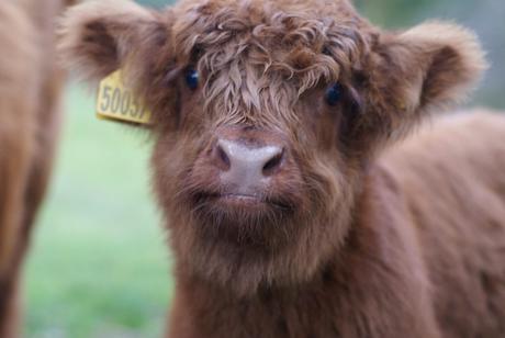 wee highland cow pollok park