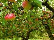 Delicious Fruit Trees Plant Fall
