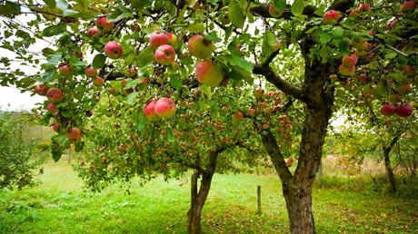 Delicious Fruit Trees You Can Plant for the Fall Delicious Fruit Trees You Can Plant for the Fall