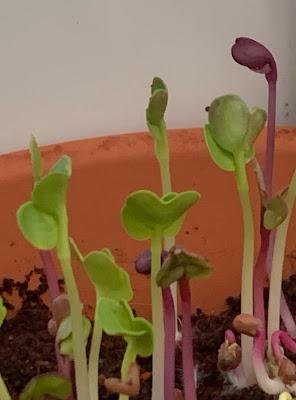 Product Review - Getting People Growing micro greens kit