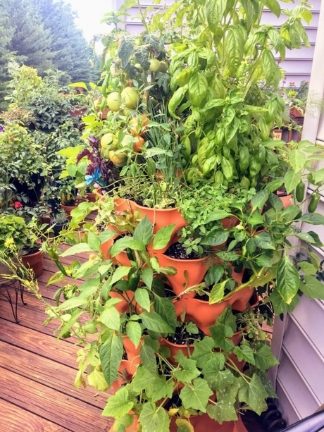 Vertical Garden - Organic Balcony Gardening