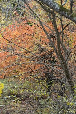 November Scenes