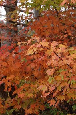 November Scenes