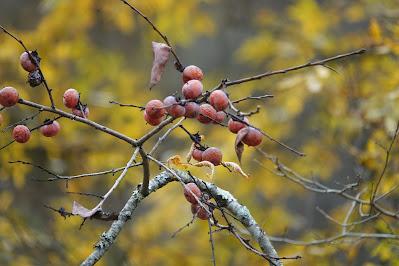 November Scenes