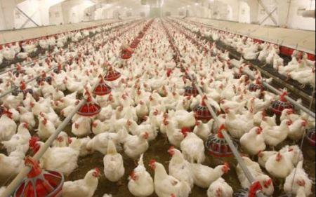 Rivers Poultry Farmers Lament As Unusual Illness Kills Birds