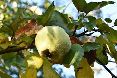 Tree Following - the November Quince Count