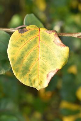 Tree Following - the November Quince Count