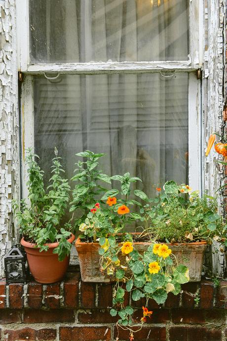 Reflections on the Flower Garden as the Seasons Change