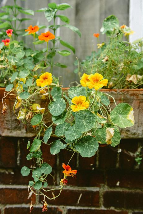 Reflections on the Flower Garden as the Seasons Change