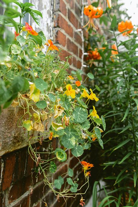 Reflections on the Flower Garden as the Seasons Change