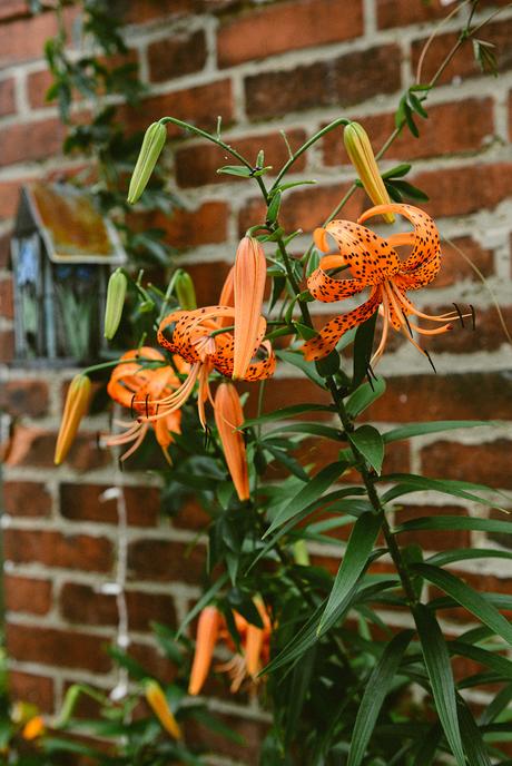 Reflections on the Flower Garden as the Seasons Change