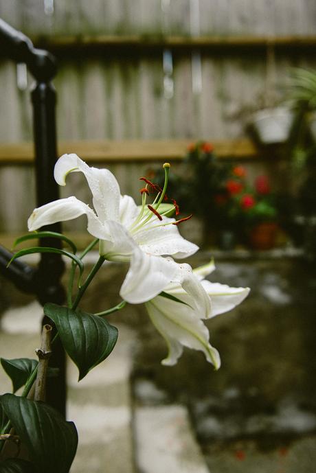 Reflections on the Flower Garden as the Seasons Change