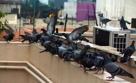 Feeding frenzy .. .. feeding pigeons at home !