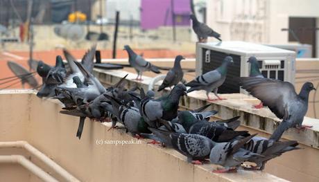 Feeding frenzy .. .. feeding pigeons at home !