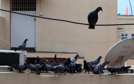 Feeding frenzy .. .. feeding pigeons at home !