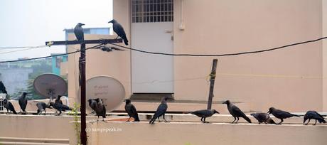 Feeding frenzy .. .. feeding pigeons at home !