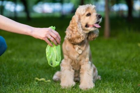 Crazy Dog Poo Bag Innovations Changing the Dog Walking Industry